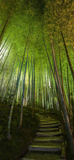 Tall Bamboo Stairway Iphone Wallpaper