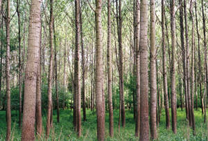 Tall Forest Trees Wallpaper