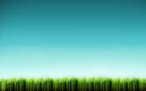 Tall Grass Blue Sky Wallpaper