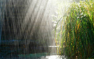 Tall Grass With Beautiful Rain Wallpaper