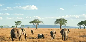 Tanzania Safari Park Wallpaper