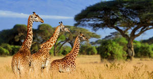 Tanzania Tarangire National Park Wallpaper