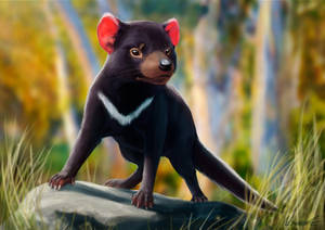 Tasmanian Devil, Beast, Animal, Art, Wildlife Wallpaper