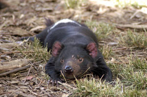 Tasmanian Devil, Grass, Small Animal, Lie Wallpaper