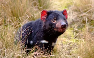 Tasmanian Devil, Marsupial, Animal, Grass Wallpaper