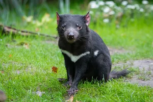 Tasmanian Devil, Predator, Grass Wallpaper