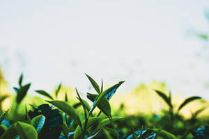 Tea Garden Leaves Wallpaper