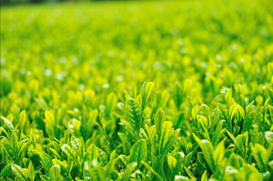 Tea Garden Seedlings Wallpaper