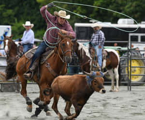 Team Roping Brown Ox Wallpaper