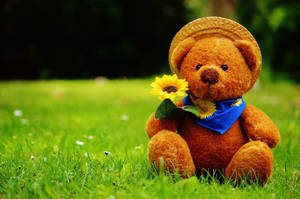 Teddy Bear With Sunflower Wallpaper