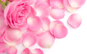 Tender Red Roses Showcase The Beauty Of Nature Wallpaper