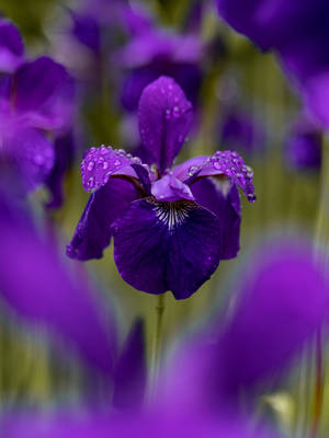 Tennessee Iris Flower Android Wallpaper