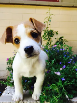 Terrier Puppy Wallpaper
