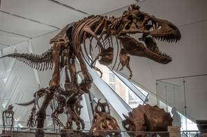 Terrifying Dinosaur Skeleton Wallpaper