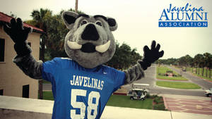 Texas A&m University Kingsville Javelinas Wallpaper