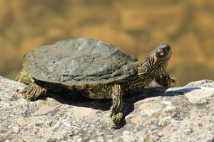 Texas Map Turtle Lazes On A Rock Wallpaper