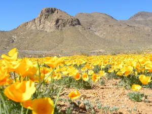 Texas Spring Time Wallpaper