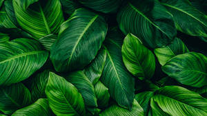 Textured Peace Lily Leaves Green Plants Wallpaper