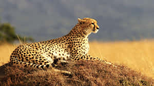 'the Beautiful Markings Of The Majestic Cheetah In All Its Glory.' Wallpaper