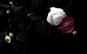 The Beauty Of A Black Rose. Wallpaper