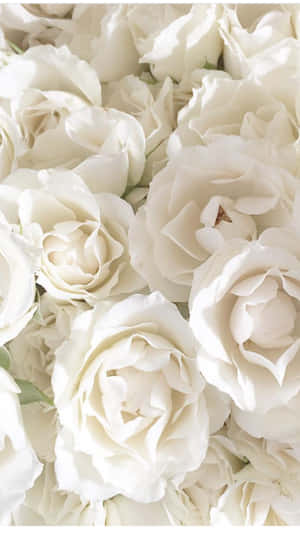 The Beauty Of A White Rose Blooming On An Iphone. Wallpaper