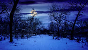 The Beauty Of A Winter Forest Wallpaper