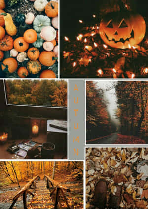 The Beauty Of Autumn Leaves Wallpaper