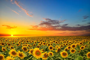 The Beauty Of Sunflowers And Roses In One Image Wallpaper