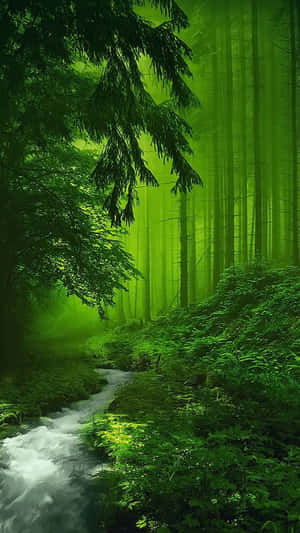 The Beauty Of The Dark Green Forest. Wallpaper