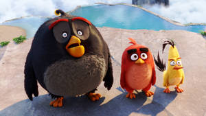 The Bird Gang From The Angry Birds Movie Wallpaper