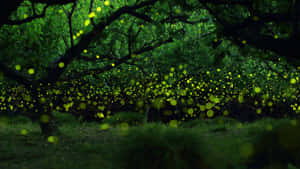 The Bright, Bright Glow Of A Firefly On A Summer Evening Wallpaper