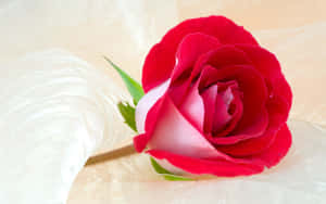 The Fragrant Beauty Of A Colorful Garden Of Roses Wallpaper