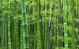 The Lush, Vibrant Beauty Of Bright Green Bamboo Wallpaper
