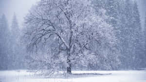 The Magic Of Winter: Flurries Of Snow Falling At Dawn Wallpaper