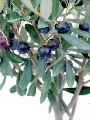 The Majestic Beauty Of An Olive Tree Wallpaper