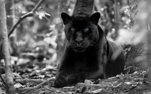 The Majestic Black Jaguar Wallpaper