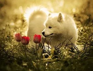 The Majestic White Pretty Wolf Wallpaper