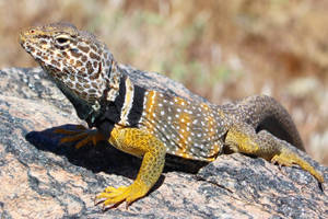 The Mesmerizing Beauty Of A Collared Lizard Wallpaper