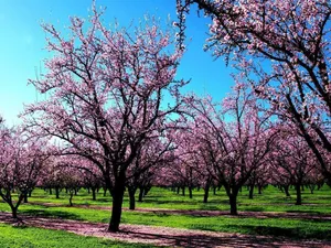 The Most Beautiful Spring Scene With Blooming Flowers And Lush Greenery Wallpaper