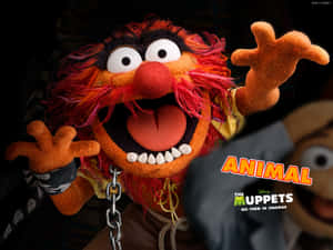 The Muppets Animal Wallpaper Wallpaper