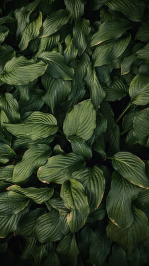 The Newest Iphone 11 In An Eye-catching Olive Green. Wallpaper