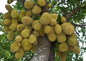 The Prodigious Jackfruit Tree In Full Bloom Wallpaper