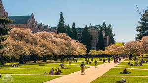 The Quad At University Of Washington Wallpaper