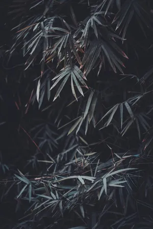 The Sophisticated Dark's Iphone Wallpaper