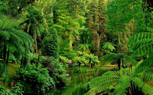 The Splendor Of Nature In A Jungle Paradise Wallpaper