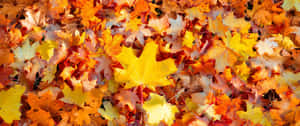 “the Stunning Autumn Foliage Of Fall