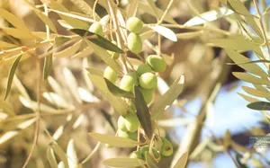 The Timeless Beauty Of An Olive Tree Wallpaper