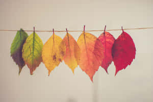 The Unparalleled Beauty Of Autumn Foliage Wallpaper