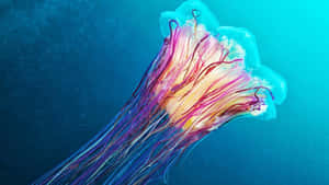 The Vibrant Colours Of A 4k Jellyfish