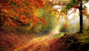 The Woods In Autumn Wallpaper